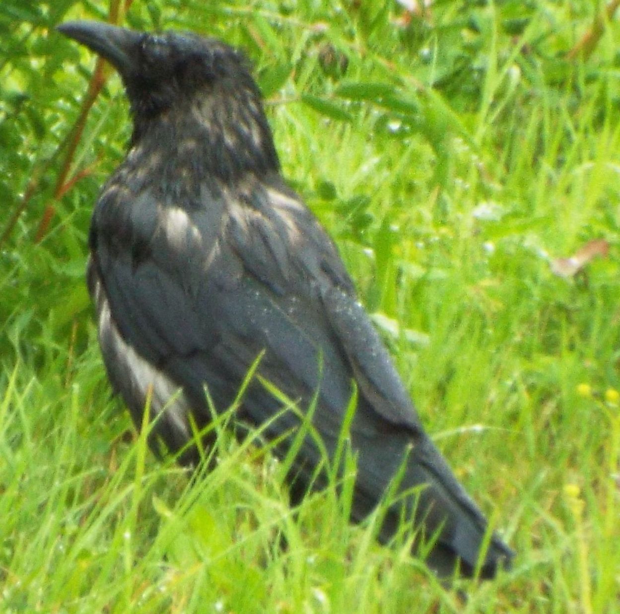 Corvidae dallo strano piumagggio: ibridi tra Cornacchia nera e Cornacchia grigia